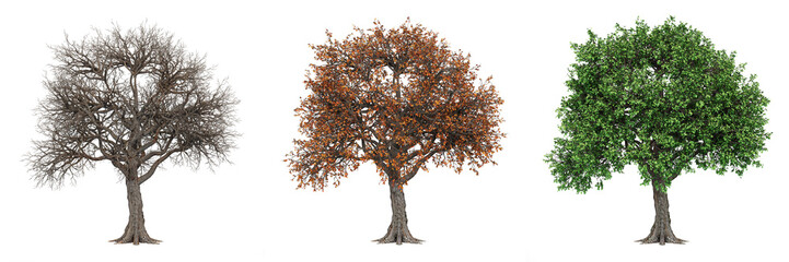 Isolated Tree in Different Seasons - Winter, Autumn, and Summer - 3D render