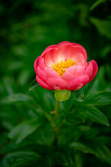 coral peony in the garden