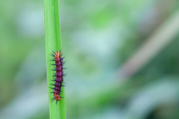 Caterpillar in Rainy Season