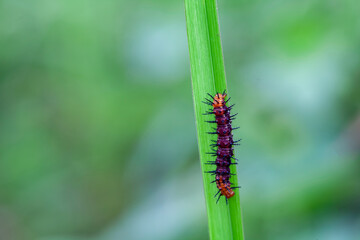 Caterpillar in Rainy Season