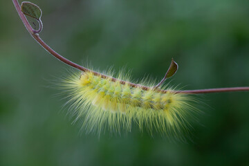 Caterpillar in Rainy Season