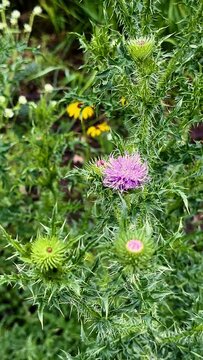 Broad-winged thistle plant with blossoms of various stages, in closeup handheld footage.