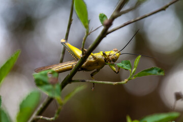 Grasshopper in Nature Place