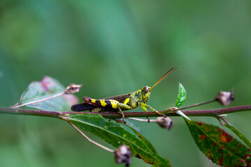 Grasshopper in Nature Place
