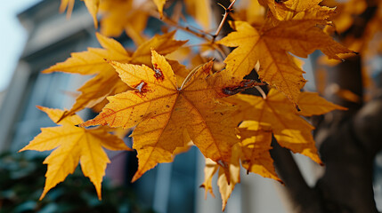 autumn leaves in the forest