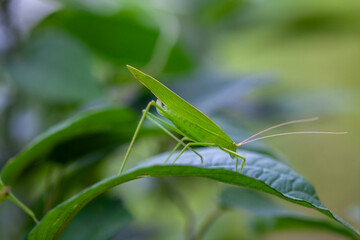 Grasshopper in Nature Place