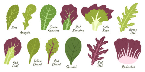 Salad Leaves Collection. Kale, Arugula, Green Or Green Romaine, Lolla Rossa And Green Oak. Red Leaf, Yellow Chard