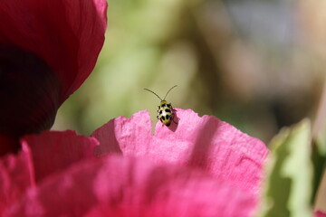 Bug in the world