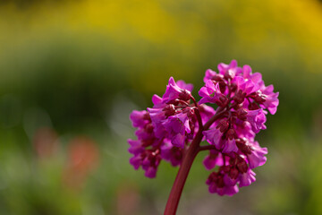 Blossoms of bergenia in vibrant pink colour in front of a green blurred background