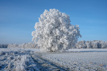 Alleinstehender Baum im Winter mit Raureif und Schnee in Winterlandschaft mit blauem Himmel - obrazy, fototapety, plakaty