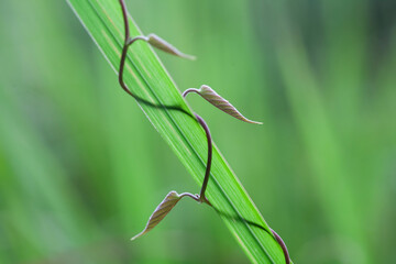 Unique plants in nature