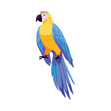 Tropical Ara parrot with bright yellow blue plumage, vector cartoon exotic Macaw parrot, wild bird from rainforest