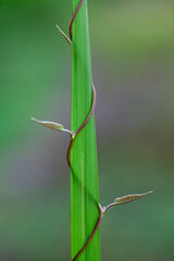 Unique plants in nature