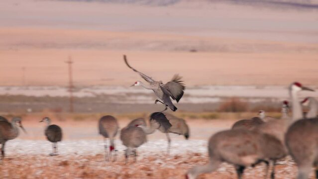 Sandhill Crane migration landing in field with other cranes