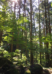 薄暗い山林の陰影