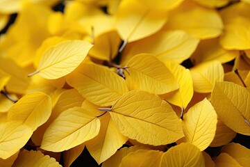 Fototapeta premium Background of yellow leaves, natural background and wallpaper, Background group of autumn leaves, Generative AI