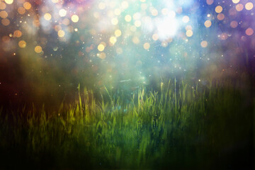 Dreamy forest image, blooming meadow and pastel bokeh lights