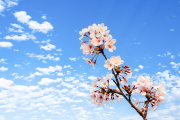 青空と白い雲とピンク色の桜の花