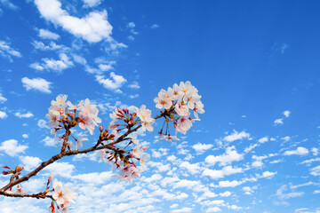 青空と白い雲とピンク色の桜の花
