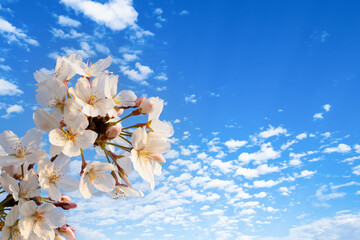青い空と白い雲とピンク色の桜の花