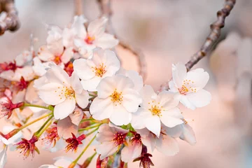 Fotobehang 桜の花のクローズアップ ピンク色の背景 © Seiji Nakamura