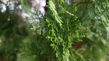 The spiky leaves photographed up close have a Christmas tree feel