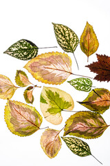 variegated foliages on the white background