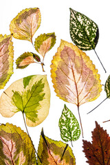 variegated foliages on the white background