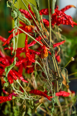 hot chilli  pepper in the pot