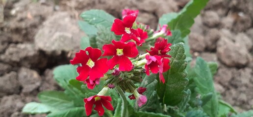 Naklejka premium Red Garden Verbena Flowers on Green Leaves Background