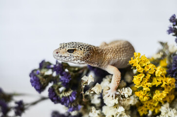 
little leopard gecko posing for the camera