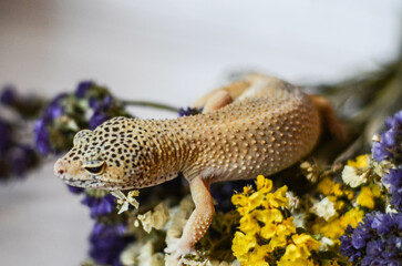 
little leopard gecko posing for the camera