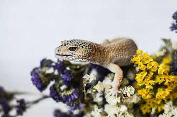 
little leopard gecko posing for the camera