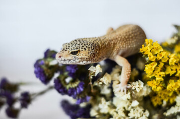 
little leopard gecko posing for the camera