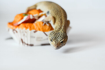
little leopard gecko posing for the camera