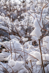 winter garden with snowy plants