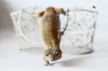 
little leopard gecko posing for the camera