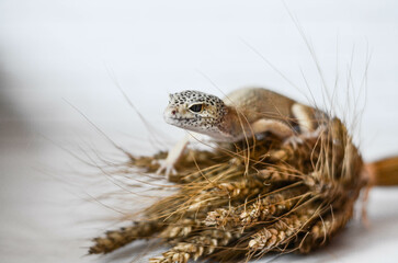 
little leopard gecko posing for the camera