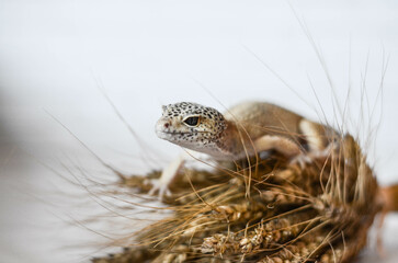 Obraz premium little leopard gecko posing for the camera