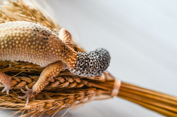 
little leopard gecko posing for the camera