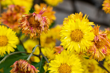Chrysanthemum flower