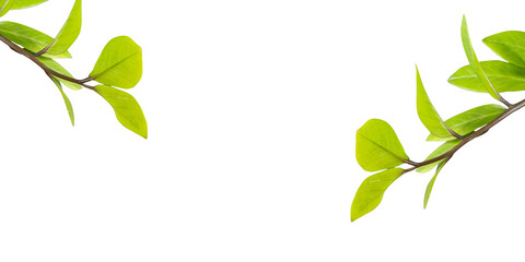 Green leaves, is shown against a white background and they are arranged in an alternating pattern along the branch. The leaves are a source of oxygen.