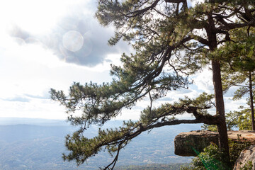 Obraz premium Pine tree on top of mountain at Phu Kradueng National Park