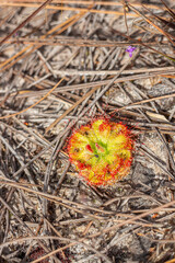 Drosera oleracea, carnivorous plant in the desert
