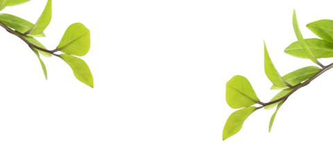 Green leaves, is shown against a white background and they are arranged in an alternating pattern along the branch. The leaves are a source of oxygen.
