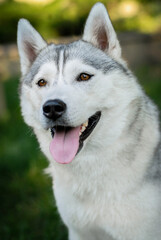 beautiful gray Siberian husky on a walk