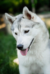 beautiful gray Siberian husky on a walk