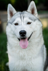 beautiful gray Siberian husky on a walk