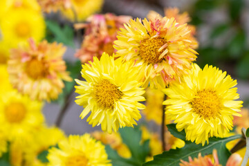Chrysanthemum flower