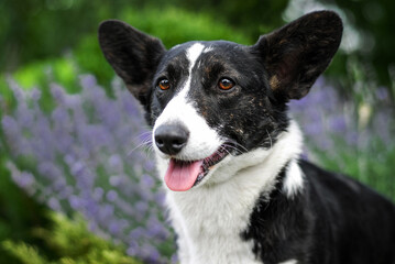 corgi puppy frolicking on a walk